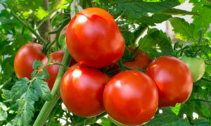 Die Limex-Methode besiegt das Tomatenvirus ToBRFV