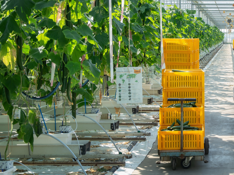 Yellow cucumber crate greenhouse